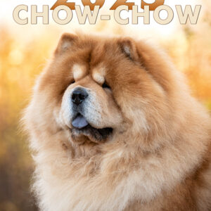 Chow-Chow Kalender 2025