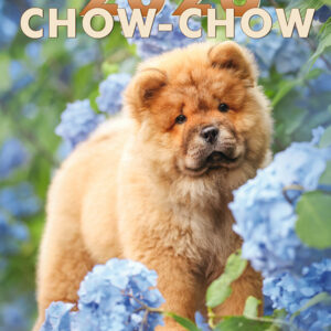 Chow-Chow Kalender 2026